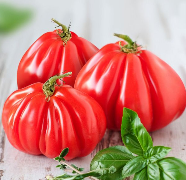 Tomato Cuore di Bue Albenga